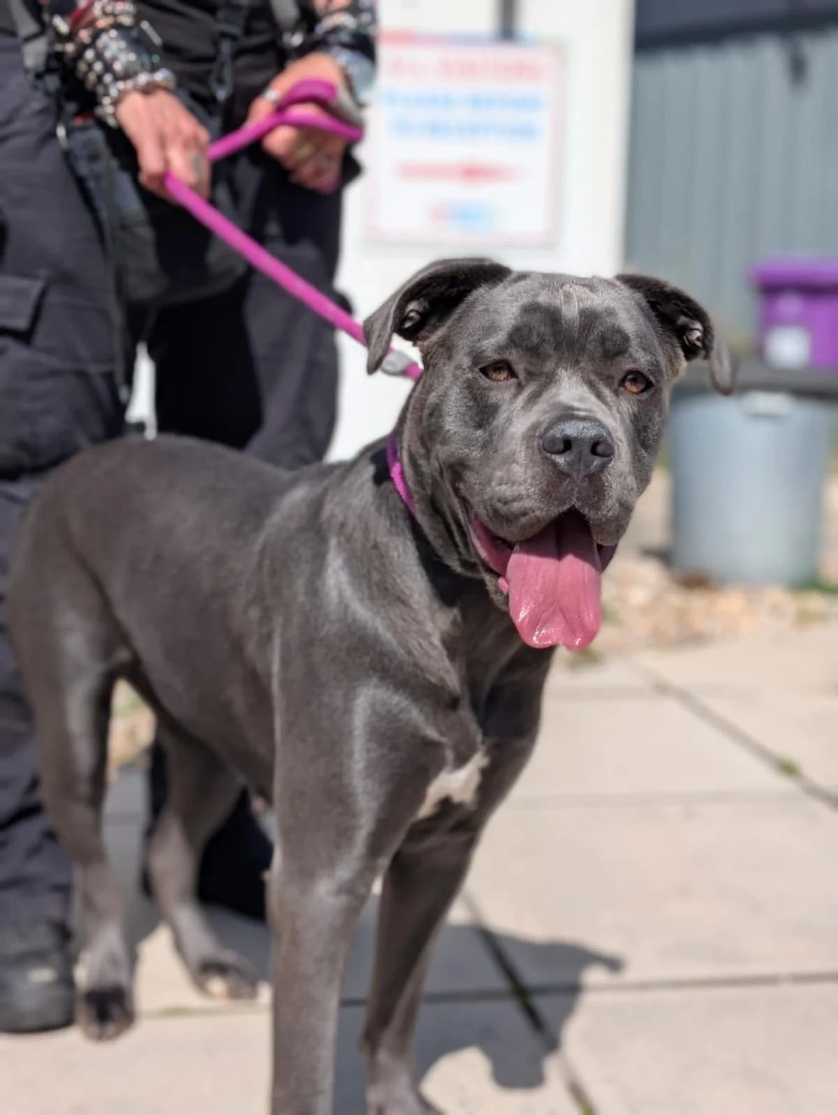 Hope, female puppy Mixed Breed for adoption at Freshfields Animal Rescue, Liverpool