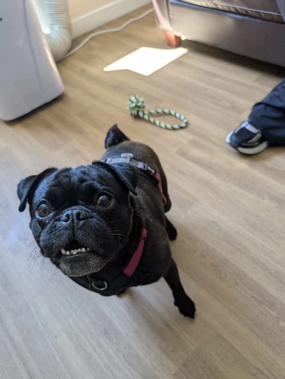 Izzy, female 4yo Mixed Breed for adoption at Freshfields Animal Rescue, Liverpool