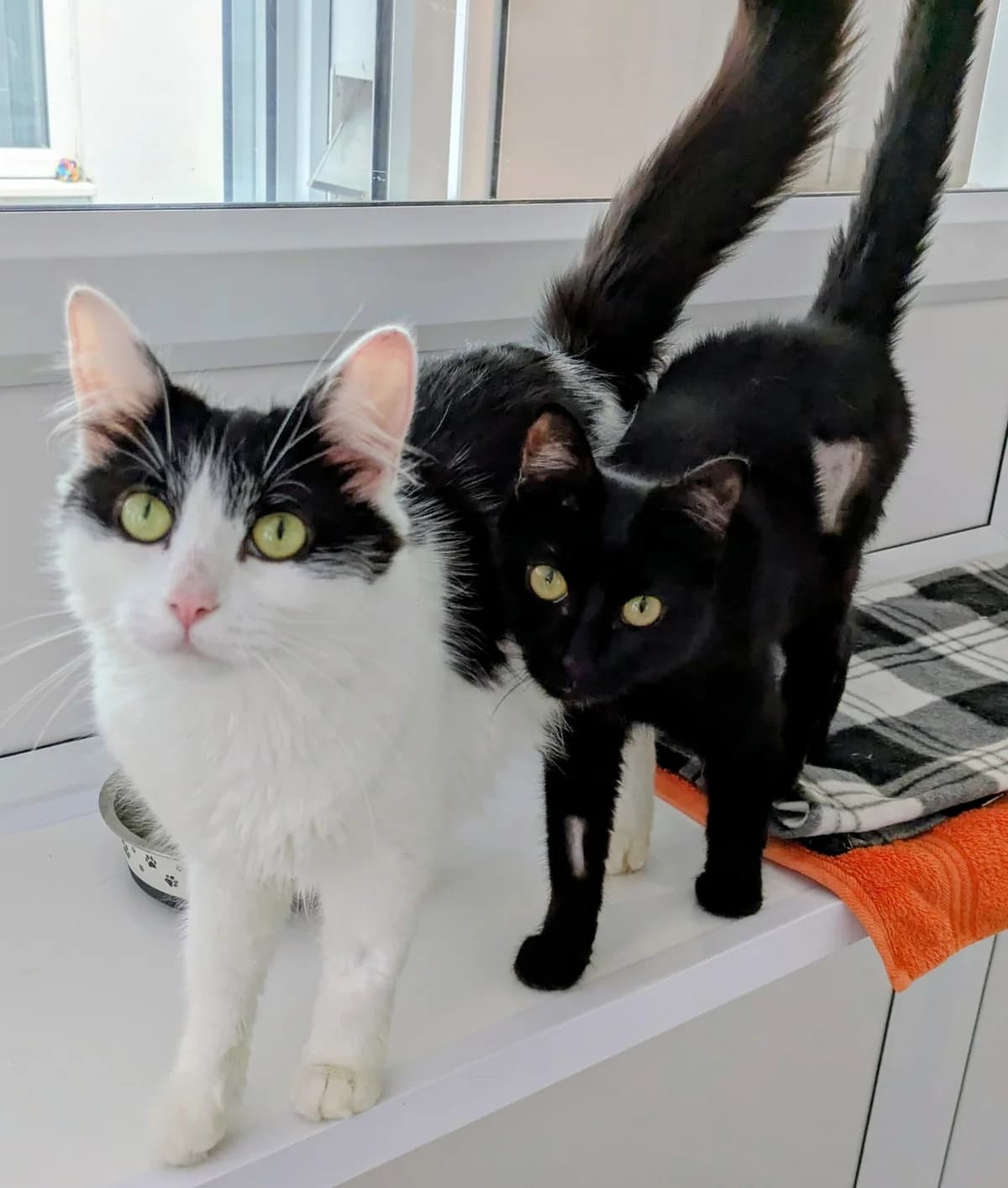 Jinks and Kitkat, female young Mixed Breed for adoption at Freshfields Animal Rescue, Liverpool