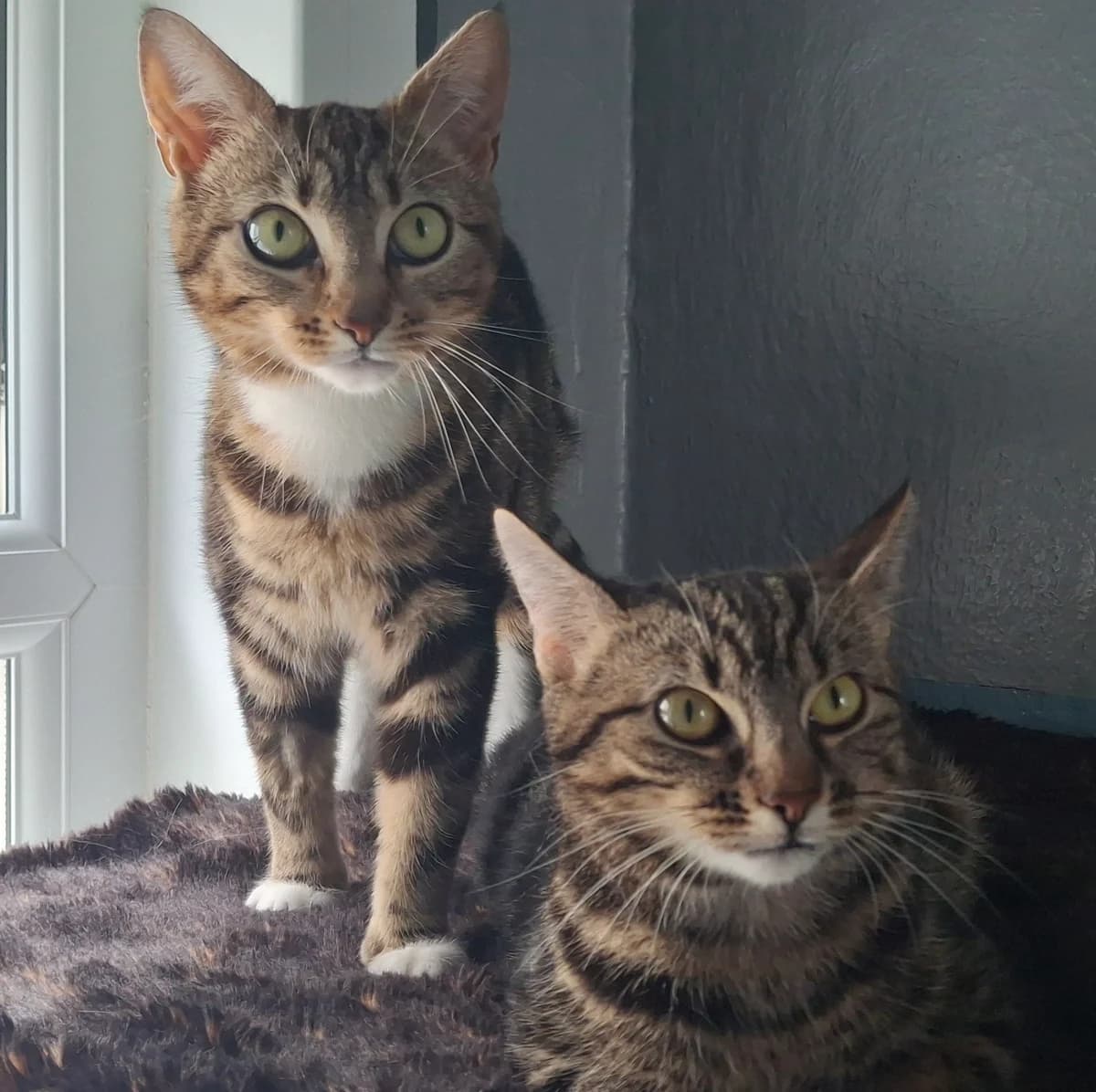 Katniss and Primrose, female young Mixed Breed for adoption at Freshfields Animal Rescue, Liverpool