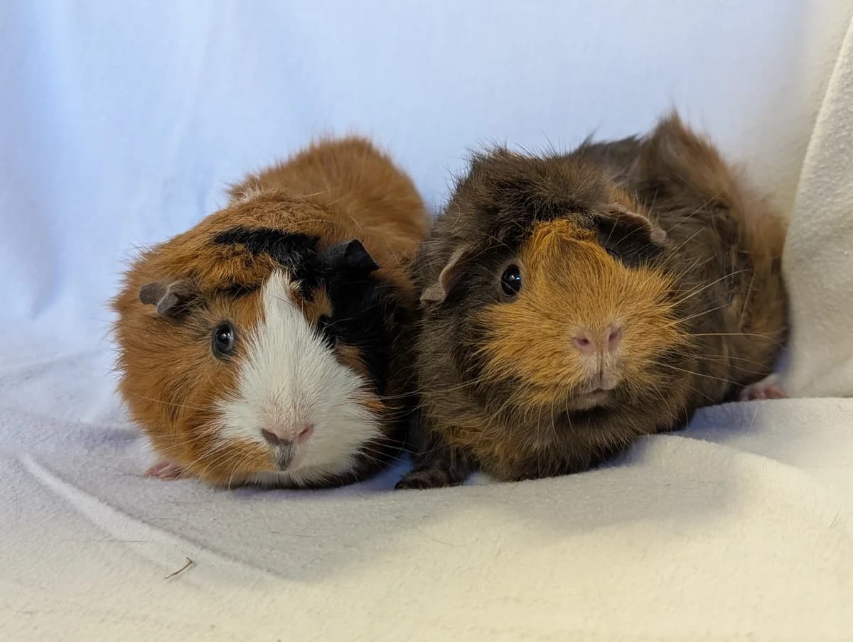 Kermit & Miss Piggy, female young Mixed Breed for adoption at Freshfields Animal Rescue, Liverpool