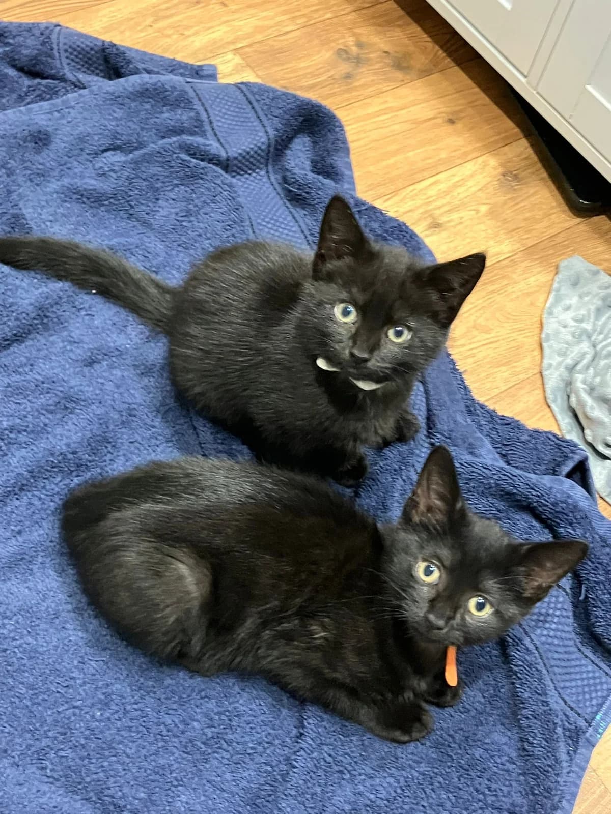 KITTENS, female puppy Mixed Breed for adoption at Freshfields Animal Rescue, Liverpool