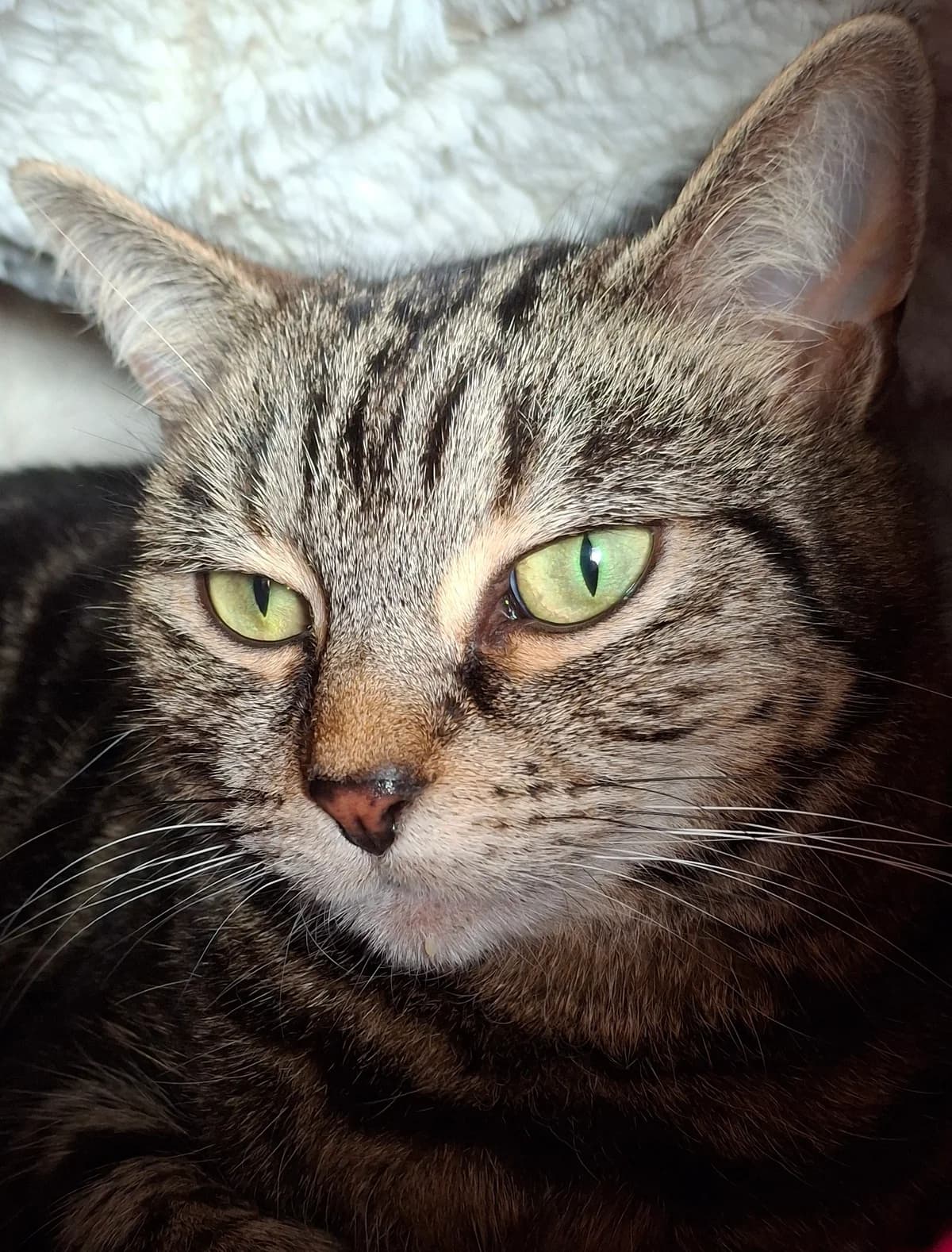 Kitty, female 5yo Cane Corso for adoption at Freshfields Animal Rescue, Liverpool