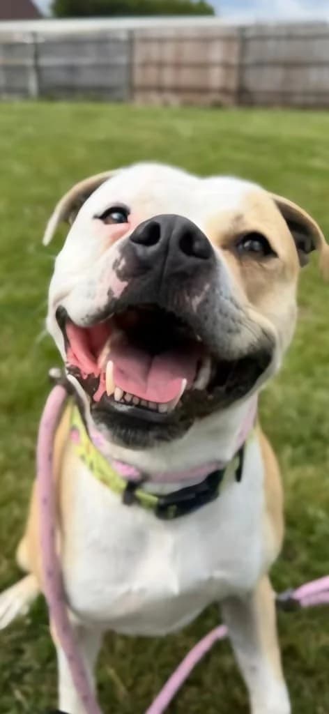 Lewis, male senior Mixed Breed for adoption at Freshfields Animal Rescue, Liverpool