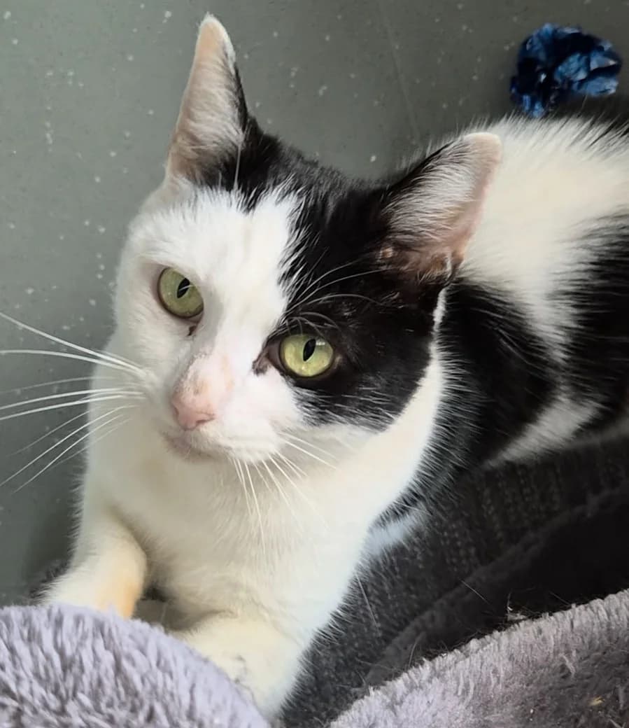 Lilly-Pws, female senior Mixed Breed for adoption at Freshfields Animal Rescue, Liverpool