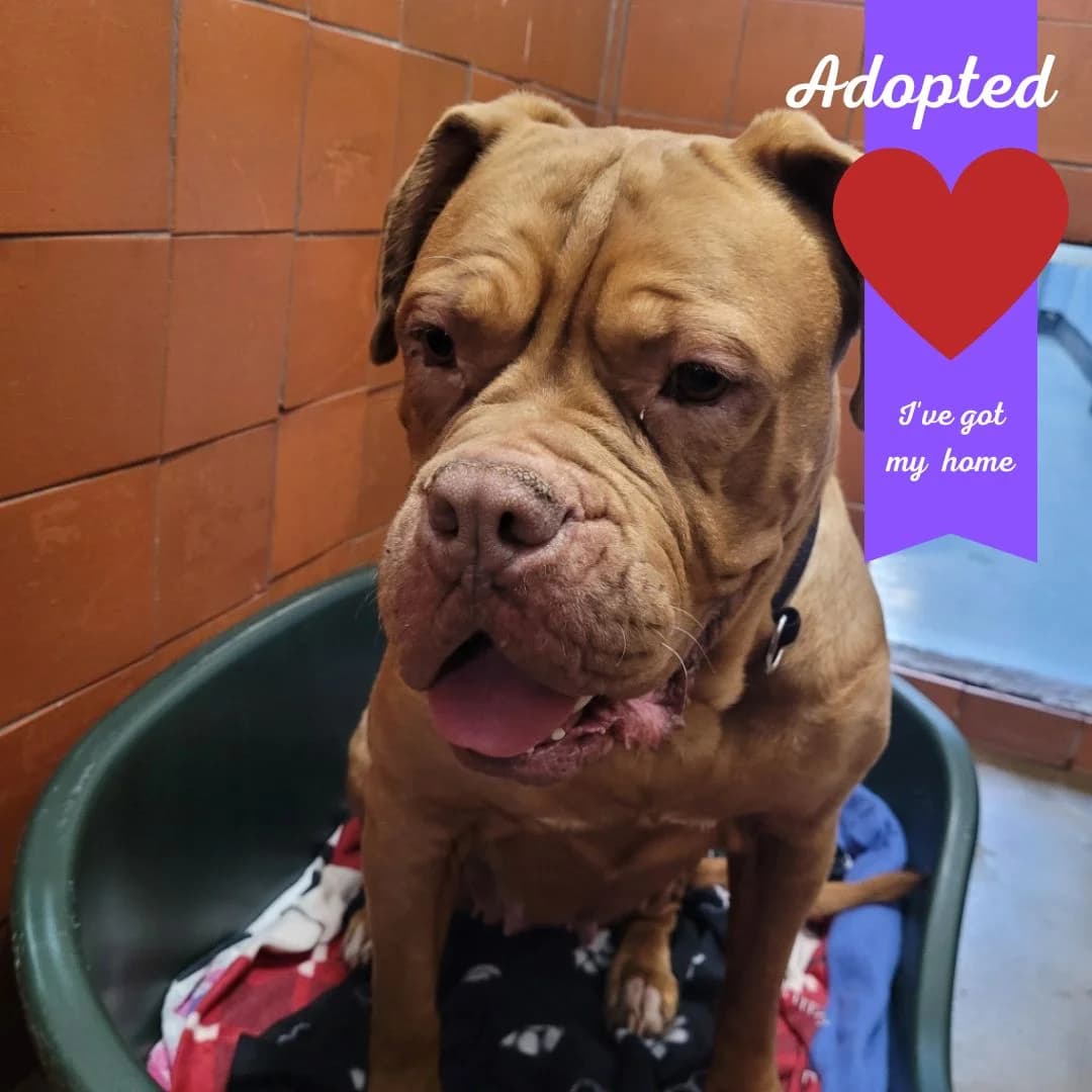 Madge, female 7yo Mixed Breed for adoption at Freshfields Animal Rescue, Liverpool
