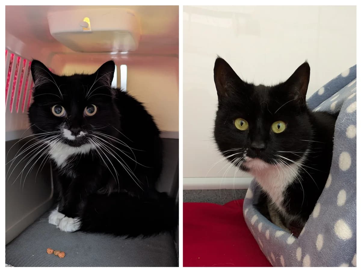 Marco and Flossie, female 4yo Mixed Breed for adoption at Freshfields Animal Rescue, Liverpool