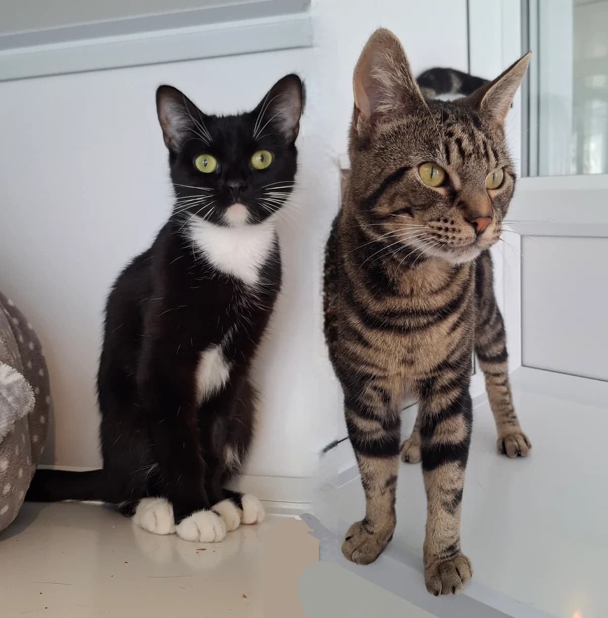 Maz and Beto, female young Mixed Breed for adoption at Freshfields Animal Rescue, Liverpool