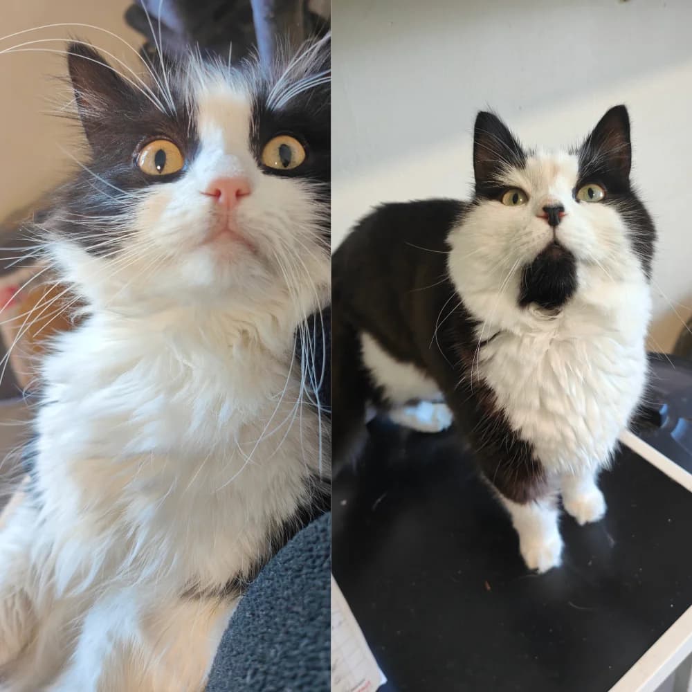 Merlo & Kiko, male 3yo Mixed Breed for adoption at Freshfields Animal Rescue, Liverpool