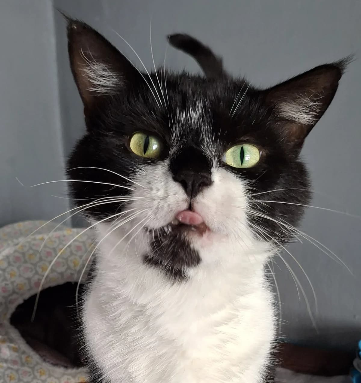 Micky, male young Mixed Breed for adoption at Freshfields Animal Rescue, Liverpool