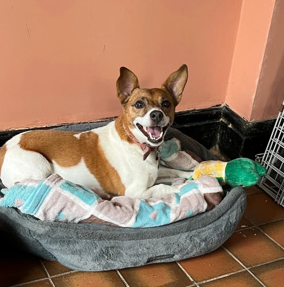 Milo, male senior Mixed Breed for adoption at Freshfields Animal Rescue, Liverpool