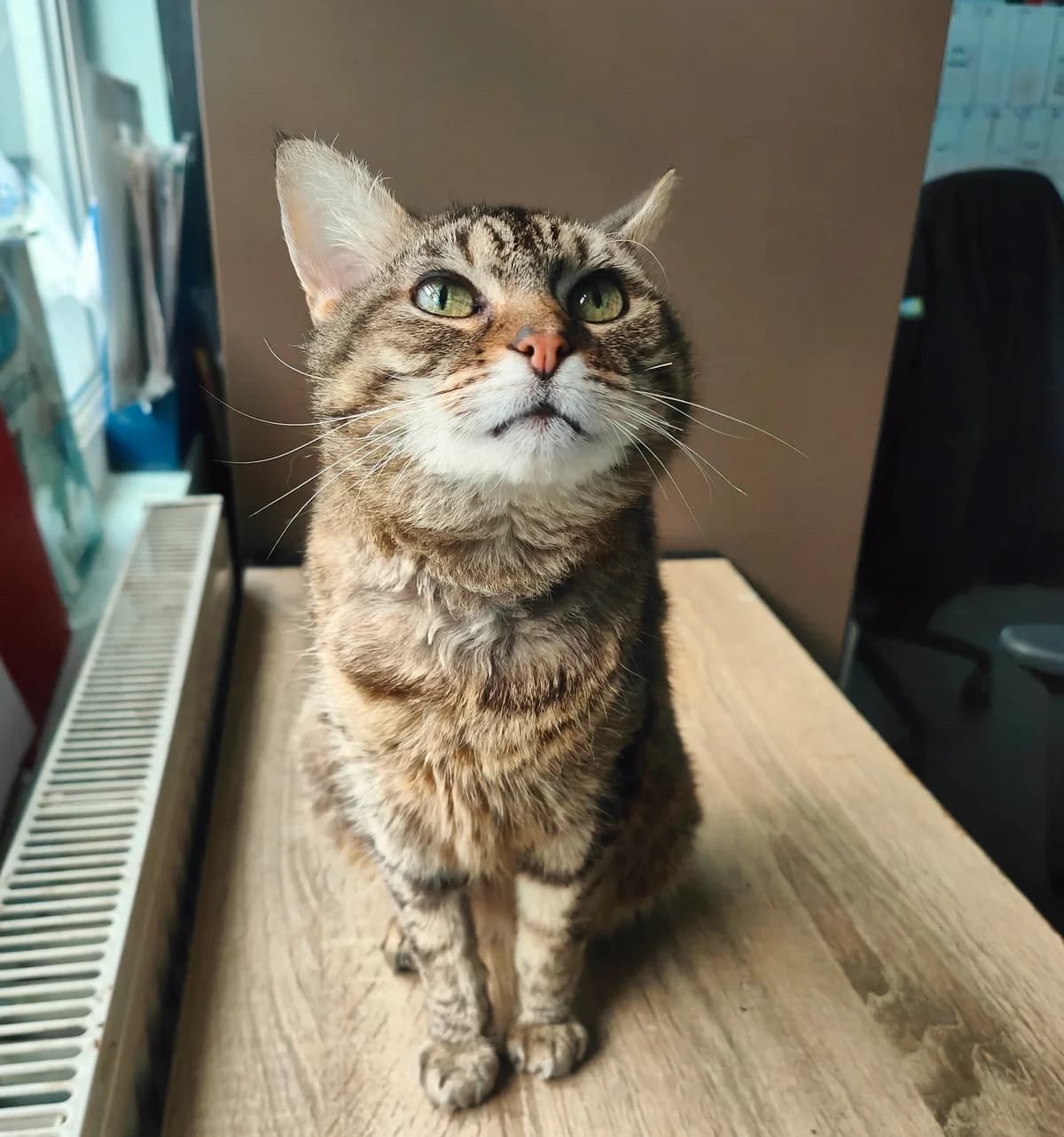 Minnie, female senior Mixed Breed for adoption at Freshfields Animal Rescue, Liverpool
