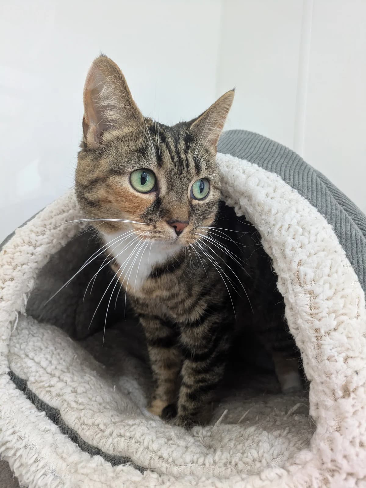 Mittens (was Cupcake), female 3yo Mixed Breed for adoption at Freshfields Animal Rescue, Liverpool