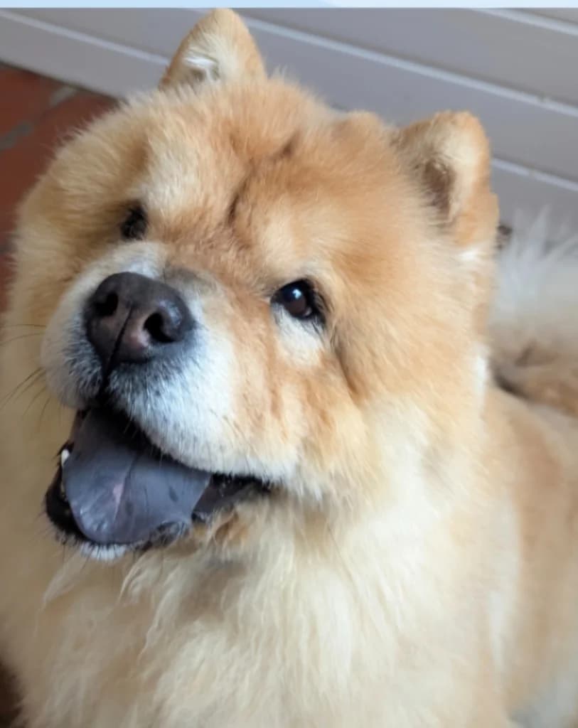 Nala, female 3yo Mixed Breed for adoption at Freshfields Animal Rescue, Liverpool