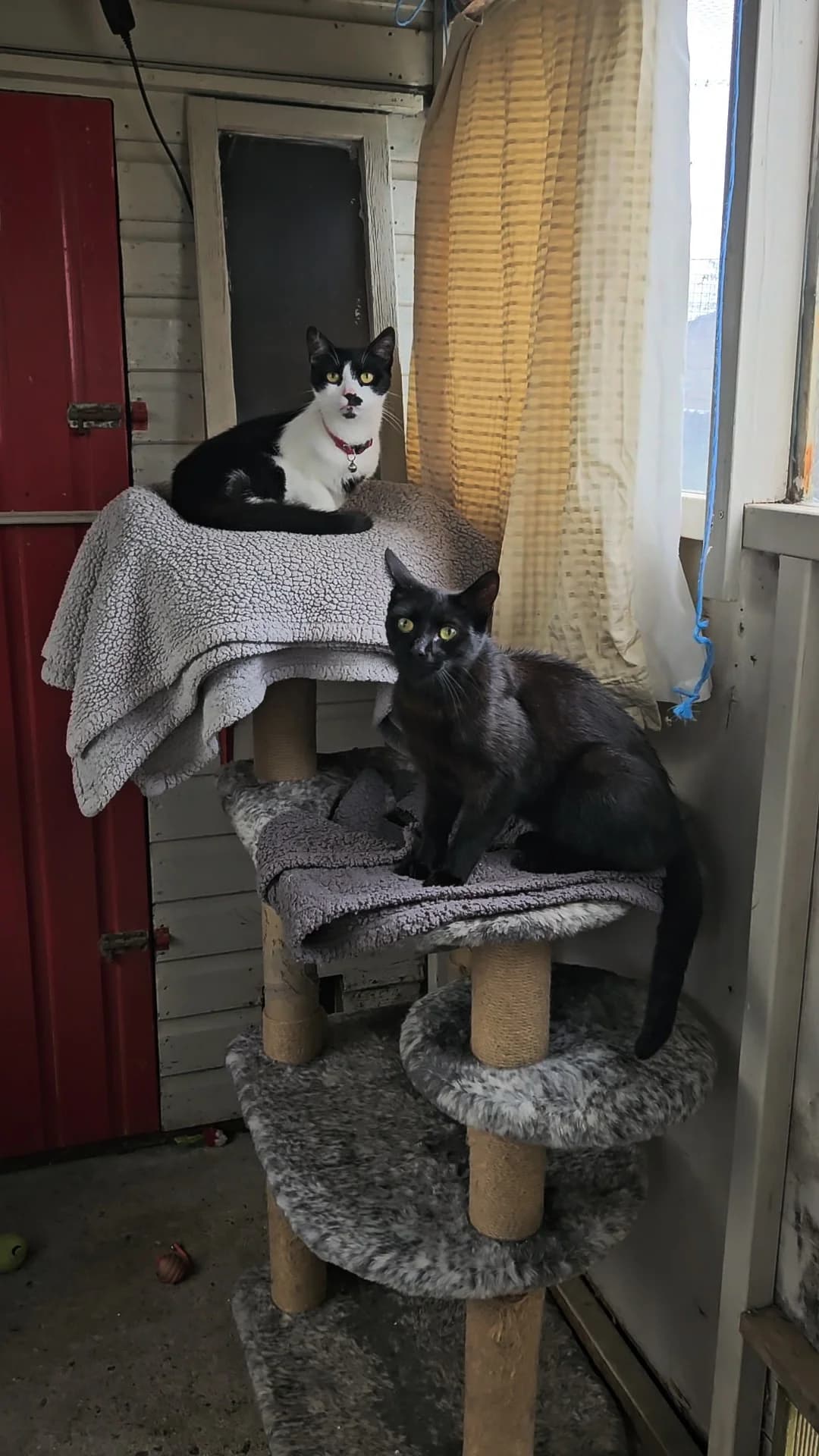 Neo & Natasha, female young Mixed Breed for adoption at Freshfields Animal Rescue, Liverpool