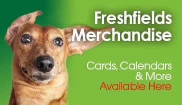 Noah, male puppy Mixed Breed for adoption at Freshfields Animal Rescue, Liverpool