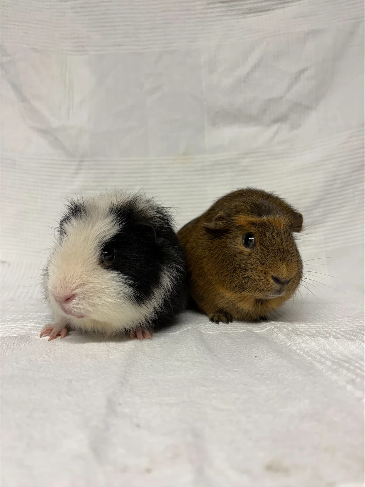 Ronnie & Reggie, male young Mixed Breed for adoption at Freshfields Animal Rescue, Liverpool