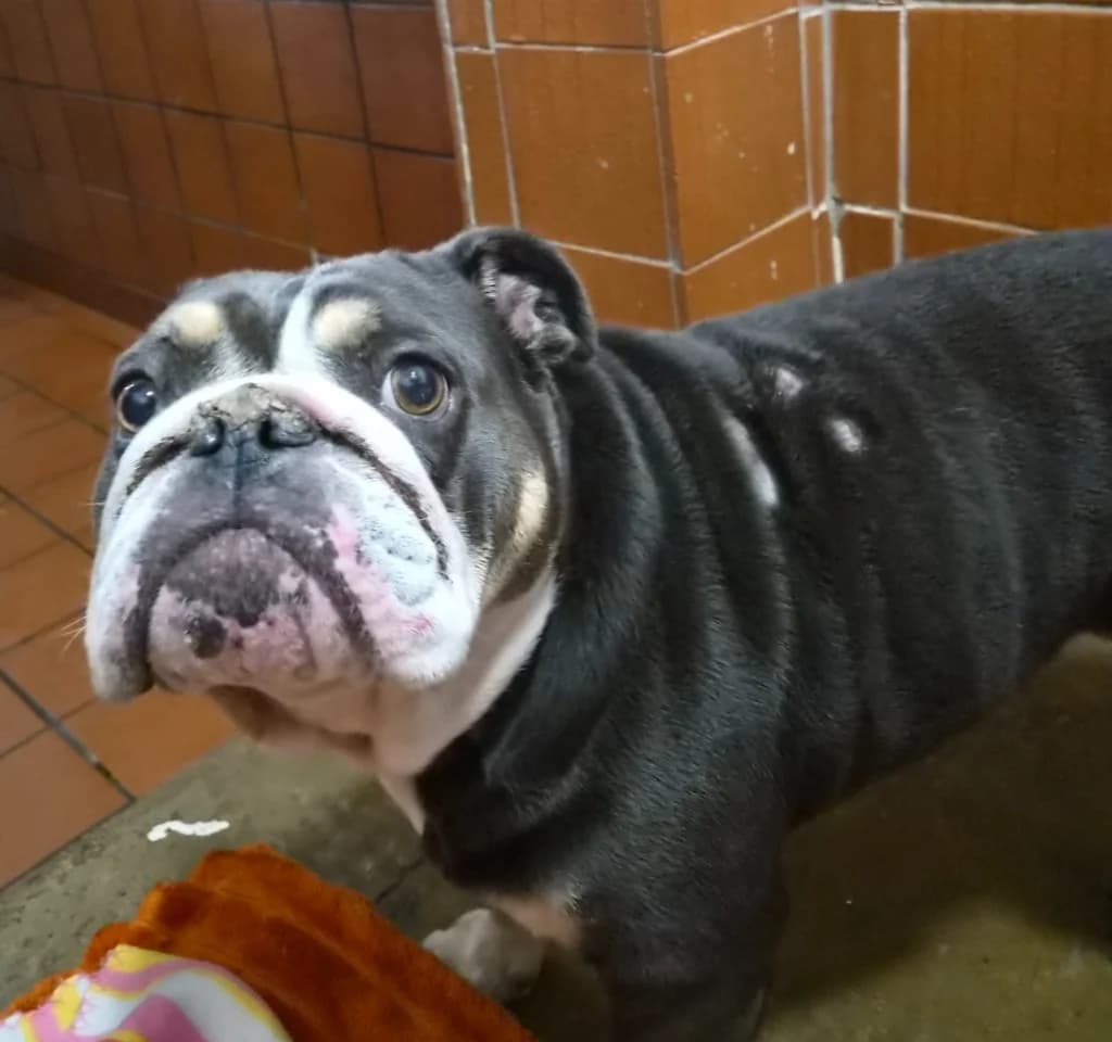 Skye, female 6yo Mixed Breed for adoption at Freshfields Animal Rescue, Liverpool