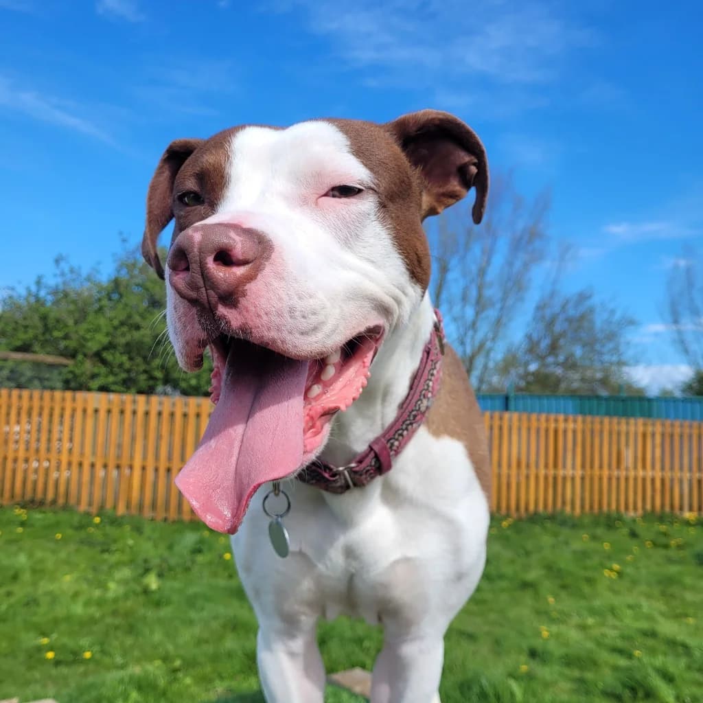 Sonny, male puppy Mixed Breed for adoption at Freshfields Animal Rescue, Liverpool