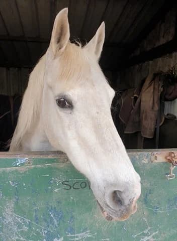 Sorrel, female Equine for adoption at Freshfields Animal Rescue, Liverpool