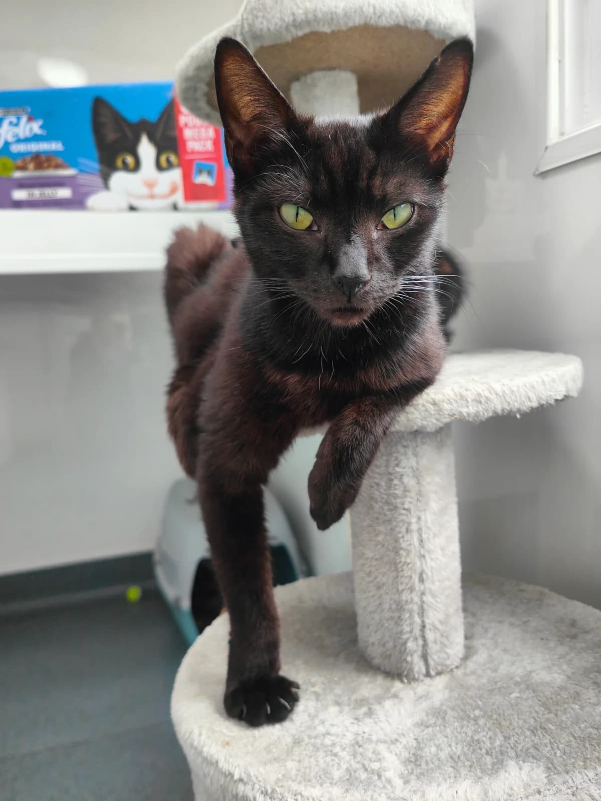 Squid, female young Mixed Breed for adoption at Freshfields Animal Rescue, Liverpool