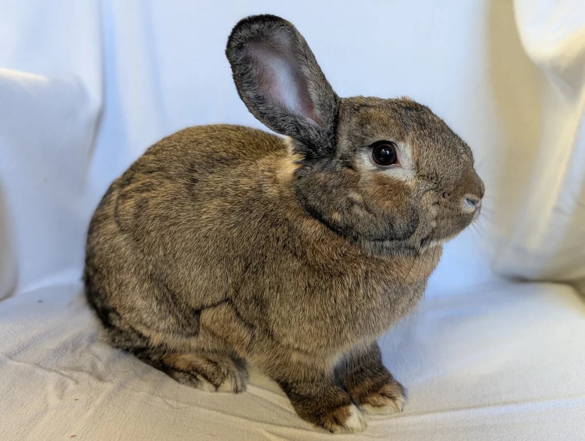 Teddy, male young Mixed Breed for adoption at Freshfields Animal Rescue, Liverpool