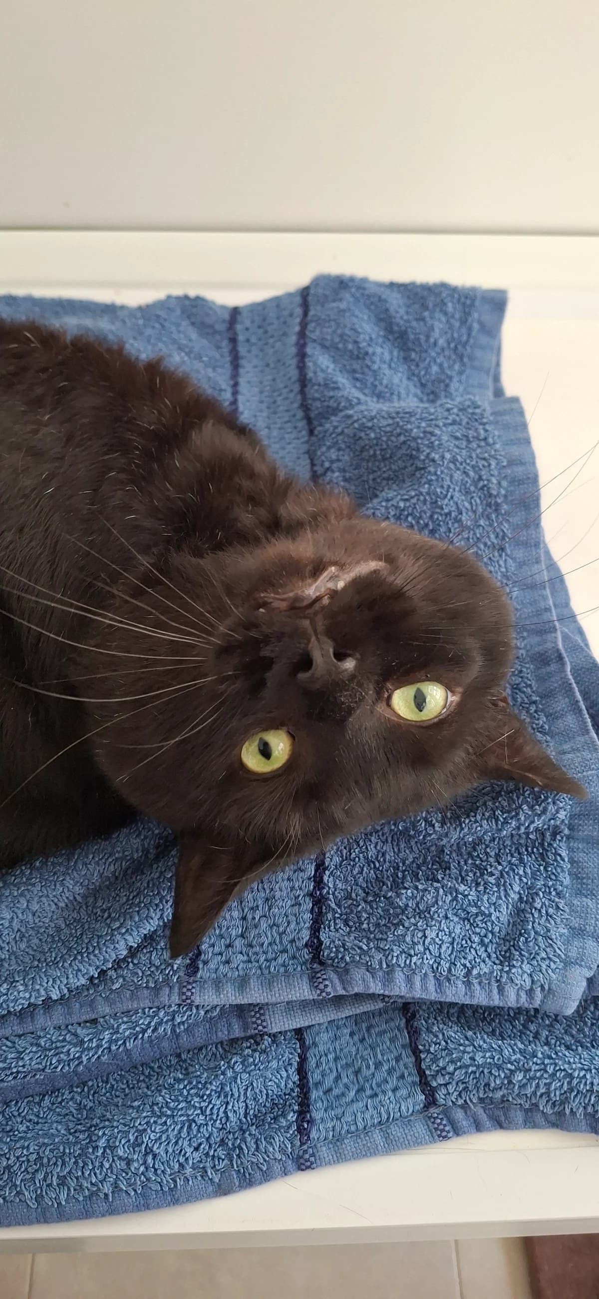 Tiger, male 5yo Mixed Breed for adoption at Freshfields Animal Rescue, Liverpool