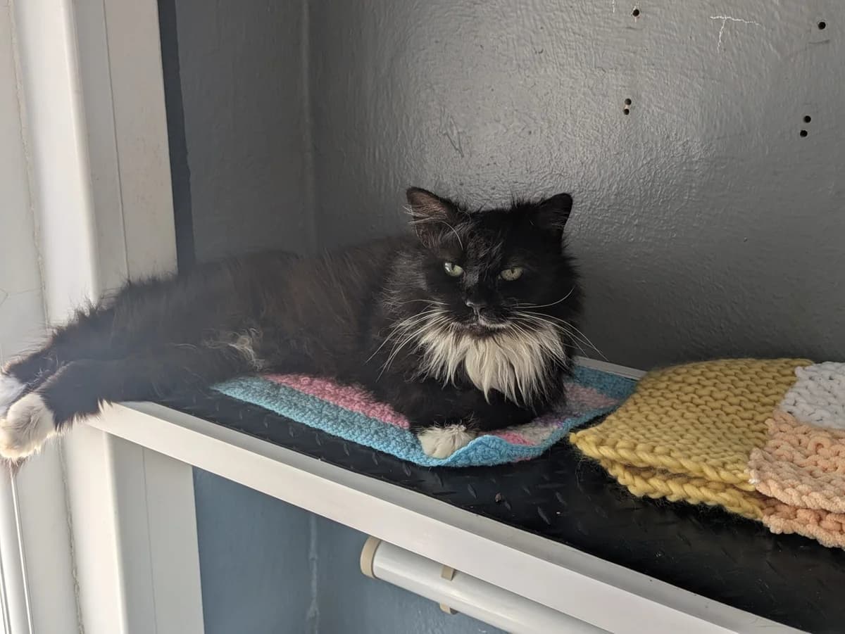 Tippy, female senior Mixed Breed for adoption at Freshfields Animal Rescue, Liverpool