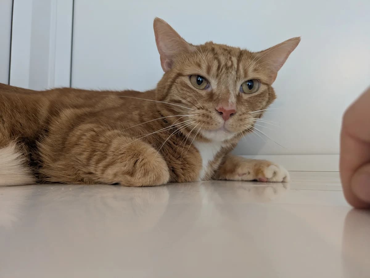 Tom, male 3yo Mixed Breed for adoption at Freshfields Animal Rescue, Liverpool
