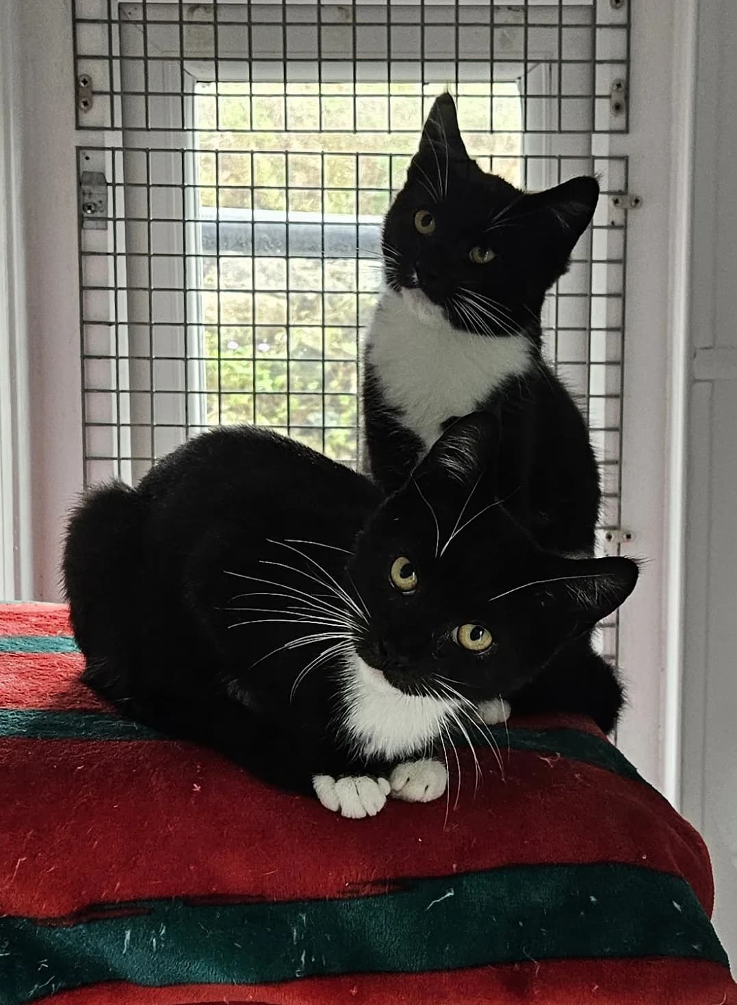 Zion & Ziggy, female puppy Mixed Breed for adoption at Freshfields Animal Rescue, Liverpool