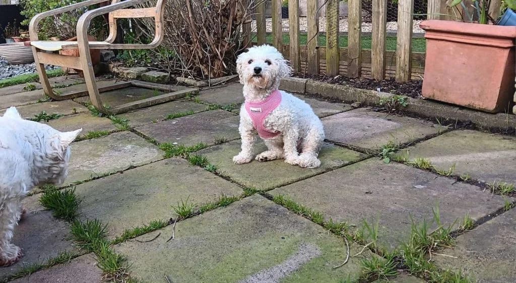 Bridgette, male 5yo Mixed Breed for adoption at Friends of Animals Wales