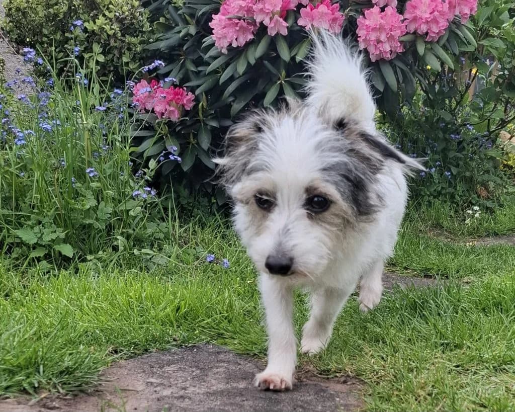 Nora, male Mixed Breed for adoption at Friends of Animals Wales