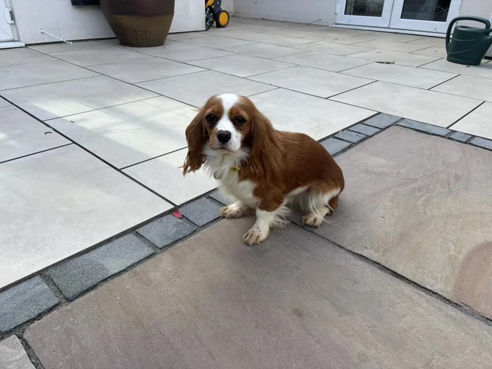Mair, male puppy Mixed Breed for adoption at Friends of Animals Wales