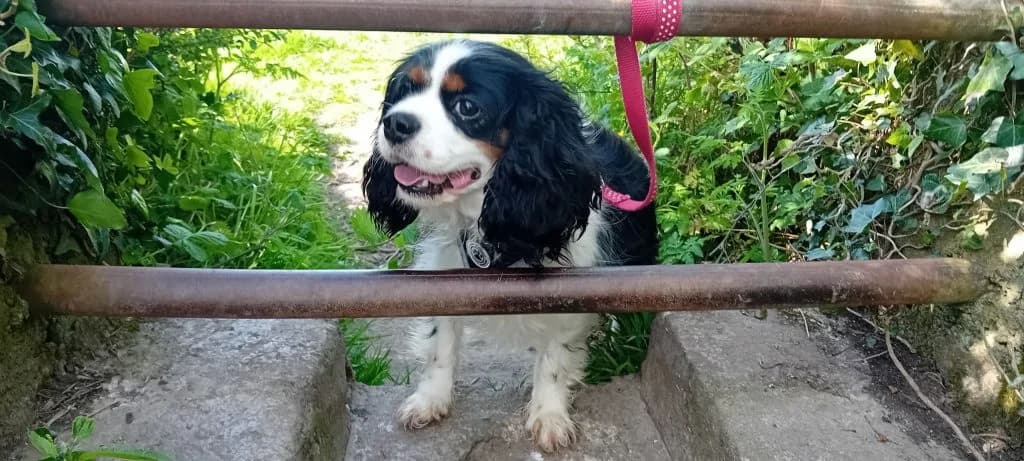 Toby, male puppy Mixed Breed for adoption at Friends of Animals Wales