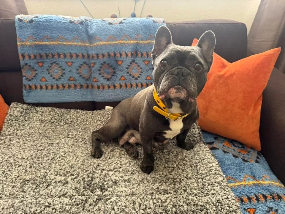 Flora, male Mixed Breed for adoption at Friends of Animals Wales