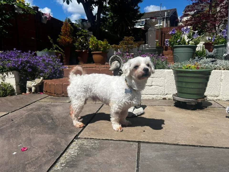 Sid the Sloth, male senior Mixed Breed for adoption at Friends of Animals Wales