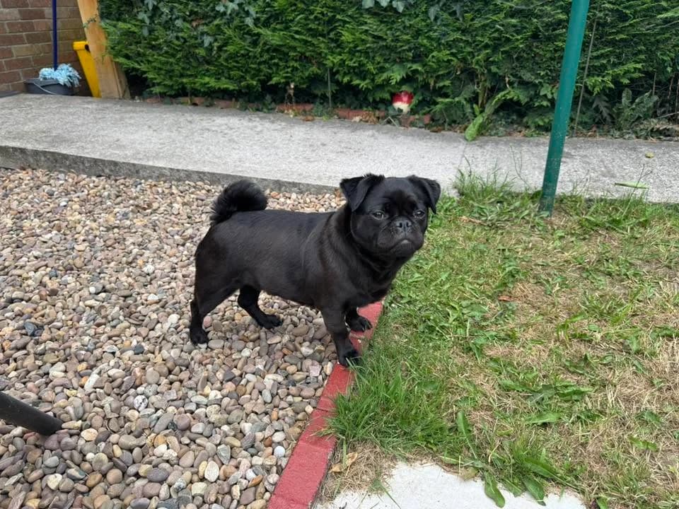 Pippa, male Mixed Breed for adoption at Friends of Animals Wales