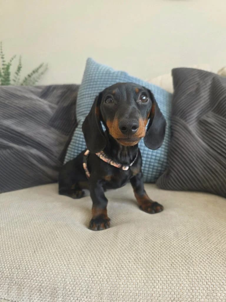 Biscuit, female puppy Mixed Breed for adoption at Friends of Animals Wales