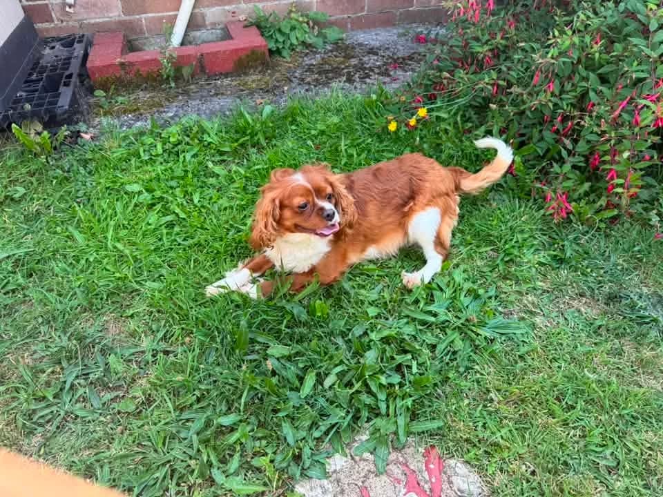 Coconut, male Mixed Breed for adoption at Friends of Animals Wales