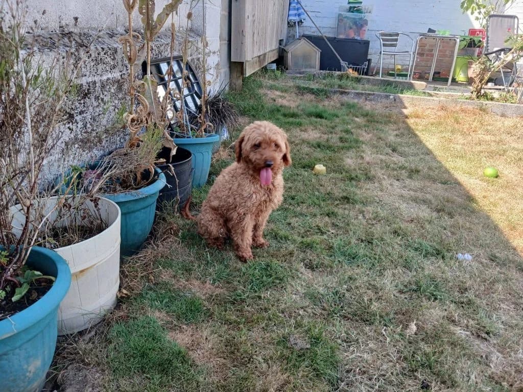 Jerry, male Mixed Breed for adoption at Friends of Animals Wales