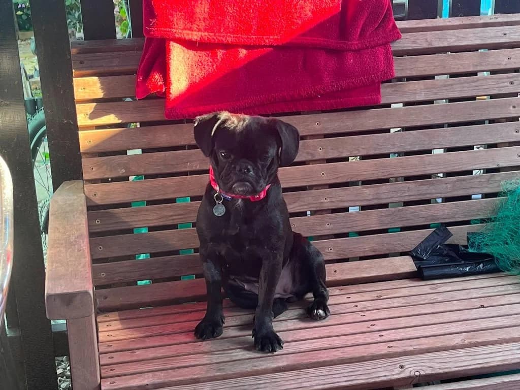 Coral, male puppy Mixed Breed for adoption at Friends of Animals Wales