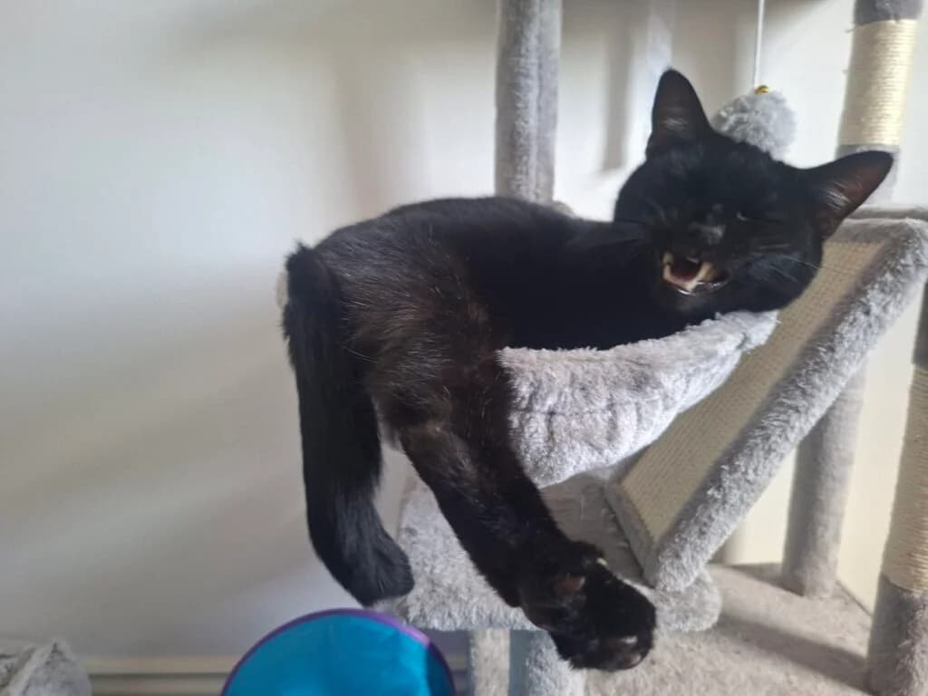 Suzi & Suki, male senior Mixed Breed for adoption at Friends of Animals Wales