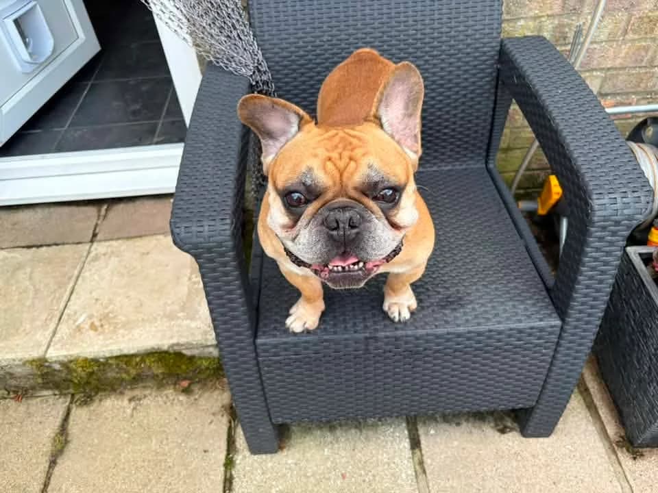 Dilly, male Mixed Breed for adoption at Friends of Animals Wales