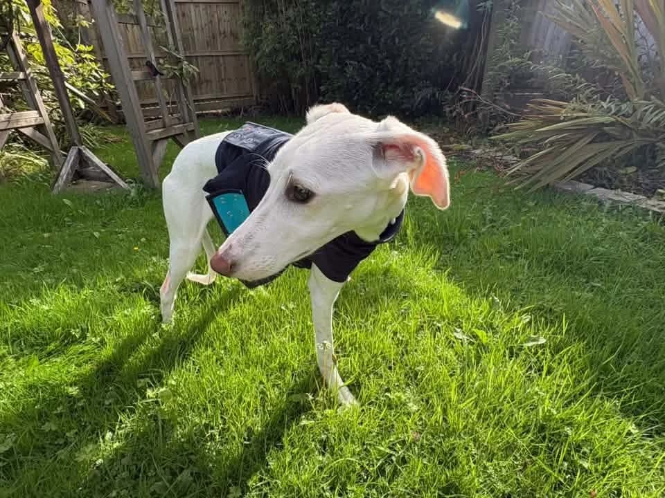 Dobby, female Mixed Breed for adoption at Friends of Animals Wales