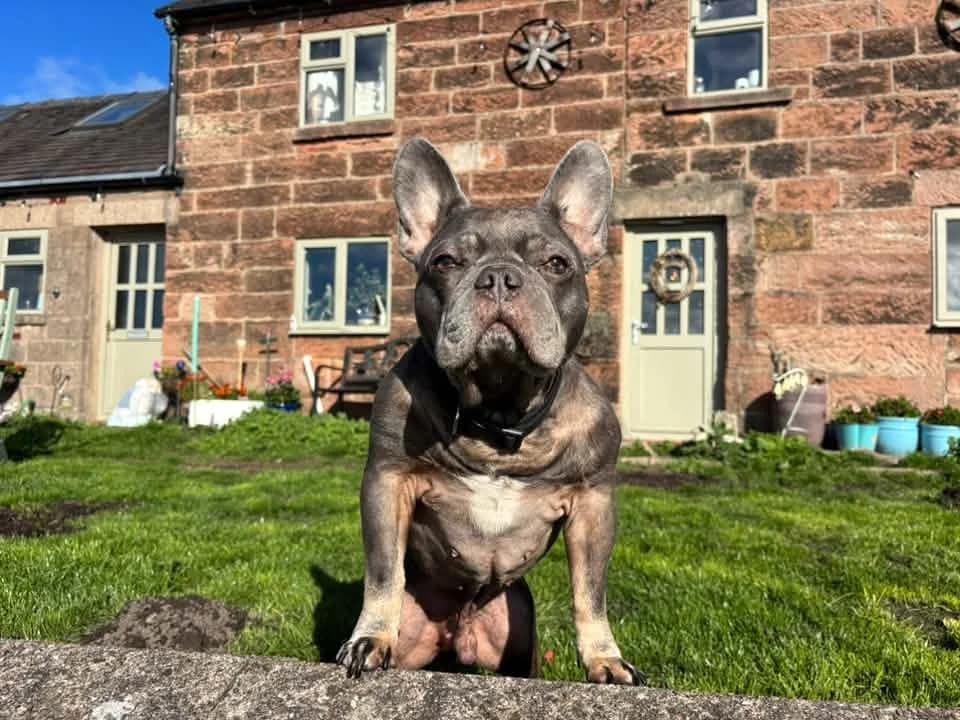 Cash, male Mixed Breed for adoption at Friends of Animals Wales