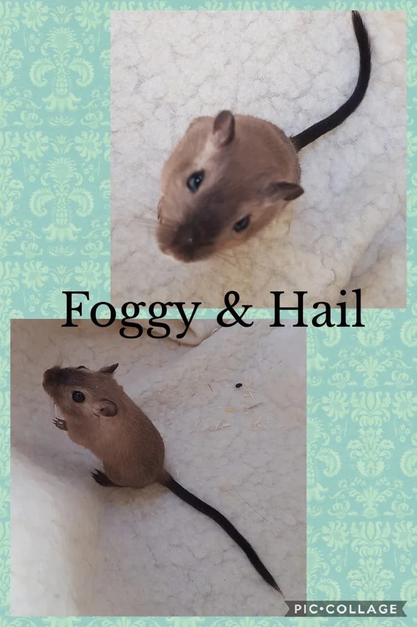 Group of boys, male Mixed Breed for adoption at Furever Loved Small Animal Rescue
