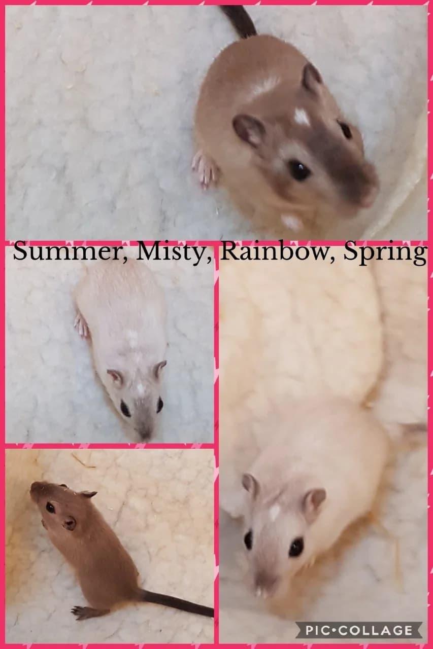 Group of girls, female puppy Mixed Breed for adoption at Furever Loved Small Animal Rescue