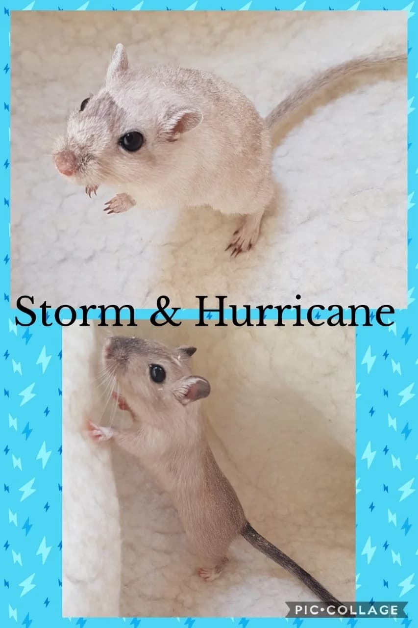 Storm and Hurricane, male puppy Mixed Breed for adoption at Furever Loved Small Animal Rescue