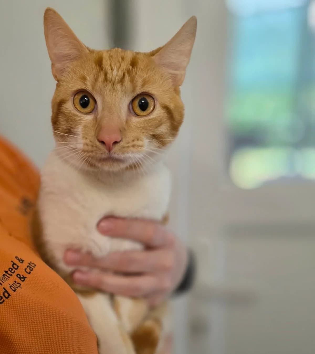 Bondi, senior Mixed Breed Cat for adoption at Gables Farm Dogs & Cats Home, Plymouth