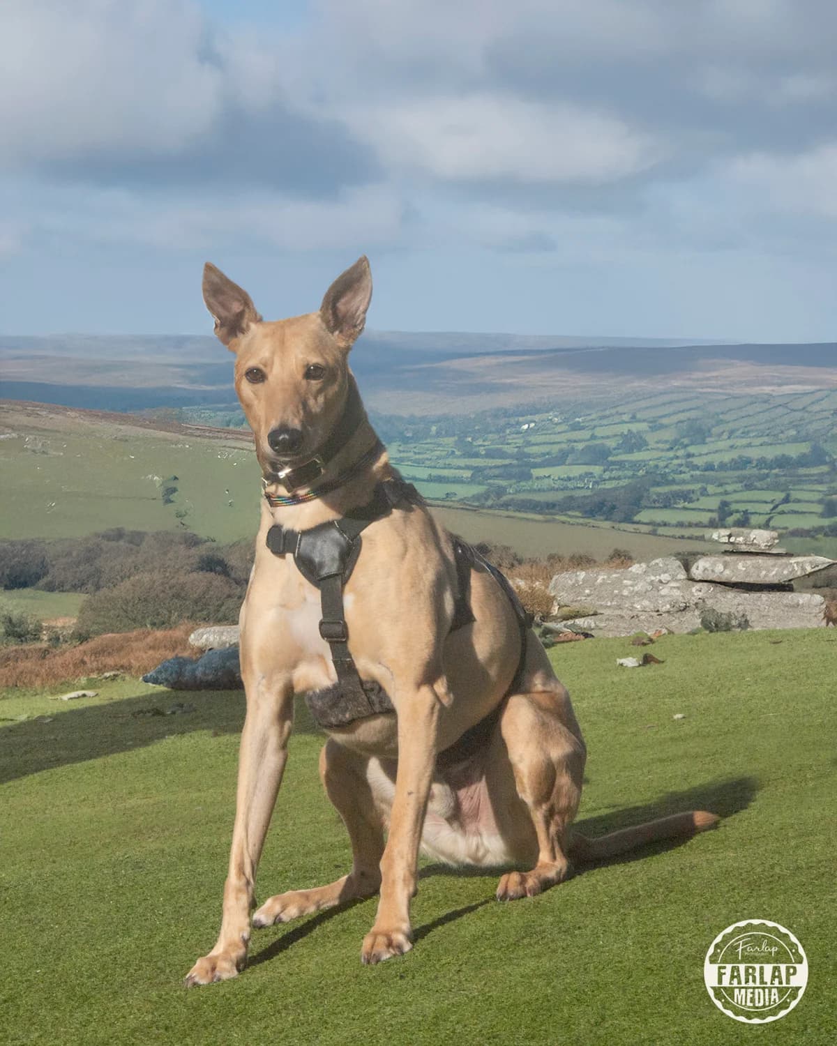 Kevin, male 7yo Mixed Breed for adoption at Gables Farm Dogs & Cats Home, Plymouth